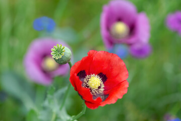 Red and purple poppy flowers in the garden - macro shot