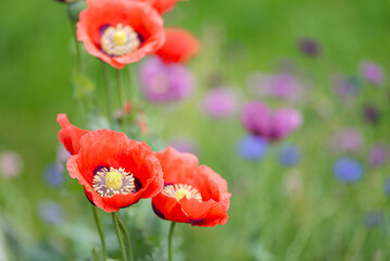 Red poppy flowers in the garden