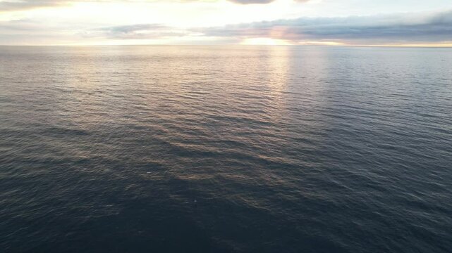 Orcas, also know as Killer Whales, emerging at the surface in icelandic waters in the Golden Hour. Northern Gannets diving into the sea. Filmed with a Drone in Iceland.