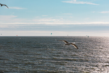 Fototapeta premium Kitesurfer on the North Sea. Blurred seagulls in the foreground. Clear sky, extreme sport in Scheveningen, The Hague, Netherlands.