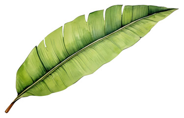 Fototapeta premium PNG Banana leaf plant white background nature.