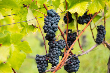 Blue wine grapes hanging on the vine between leaves and branches. Rheingau in Germany, vineyard, harvest, ripe for wine production.