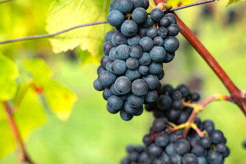 Close up blue wine grape between, leaves. Rheingau in Germany, vineyard, harvest, ripe for wine production, Pinot Noir grape.