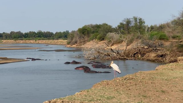Yellow-Billed Stork (Mycteria ibis) standing on the banks of the Luangwa River.