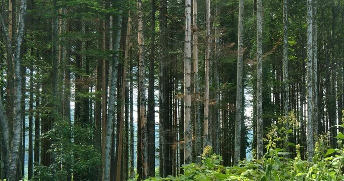Pine forest in sunlight background ,moving camera down to up shot