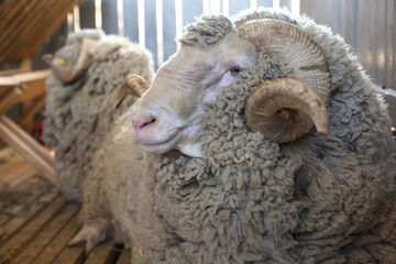 a group of sheep with horns that say sheep