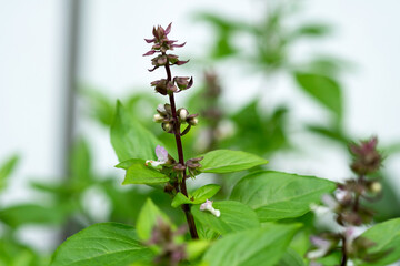 Basil trees flowers, leaves and branches in garden close up selective focus.