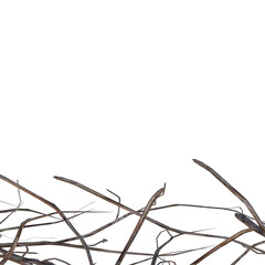 Dried tree branches and trunk isolated 