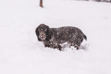 Russian spaniel dog walking outside in winter, playing with me, coming into snowdrifts. The benefits of active walks for hunting dogs