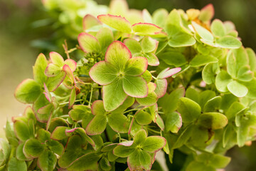 Beautiful flower of the paniculate hydrangea Metallica