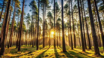 Sunset light shining through tall pine trees in forest