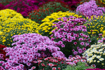 Obraz premium Chrysanthemums of different colors, bushes of autumn flowers. Landscape design, floral background