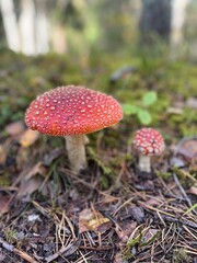 Red mushroom