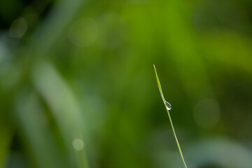 Water drops on grass