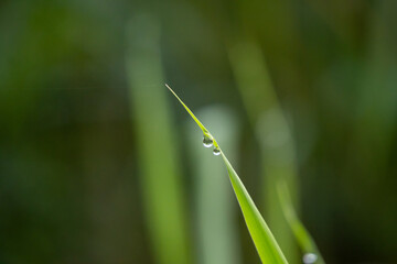 Water drops on grass