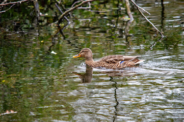 Ein Entenweibchen auf einem ruhigen Teich