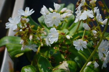 Lewisia cotyledon, Siskiyou lewisia, and cliff maids with lovely, open sprays of brightly colored, funnel-shaped flowers. Ornamental plants for the park, the rock garden
