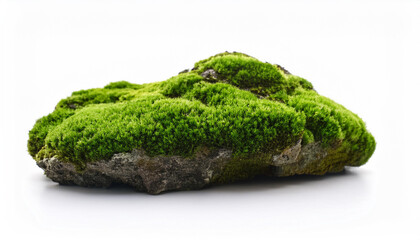 Green moss on stone, isolated on white background