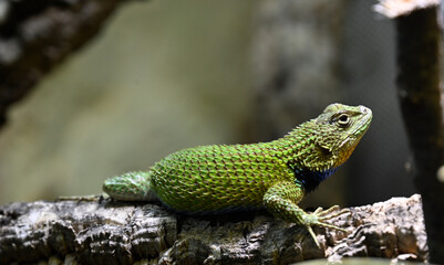 A green spiny lizard on a branch looking for food