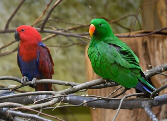 Two eclectur parrots sitting on a branch