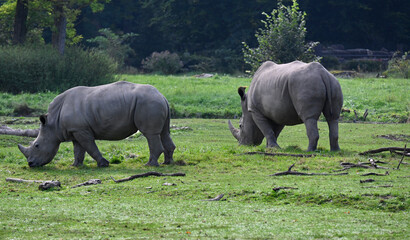 Fototapeta premium Two africam rhinoceros in a meadow