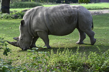 An african rhinoceros in the meadow