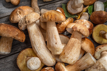 Fresh harvest of porcini mushrooms on wooden table. Lucky result of mushroom picking.