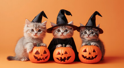 Halloween-themed design.  cats sitting together, dressed in Halloween costumes, with pumpkins 