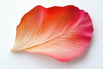 Fototapeta premium A delicate, bright red flower petal with a soft gradient of colors and thin veins running through