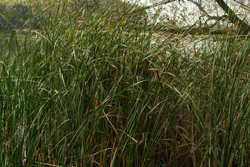Cattails and reeds on river shore
