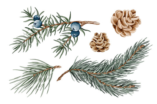 Watercolor spruce, pine and juniper branches, cone. Green needles. Set of hand drawn illustrations. Isolated clipart for New Year and Christmas design