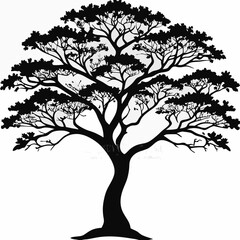 Obraz premium japanese-zelkova-tree-silhouette
