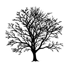 Obraz premium hybrid-poplar-tree-silhouette