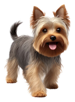 PNG Purebred yorkshire terrier walking mammal animal pet.