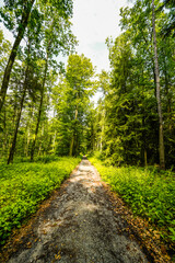Landscape on the Rehberg near Kulmbach. Path through the green forest.
