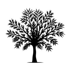 Obraz premium dioon-tree-silhouette