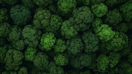 Aerial view of a dense forest canopy with vibrant green trees, resembling tightly packed broccoli florets, creating a textured and organic pattern in varying shades of green.