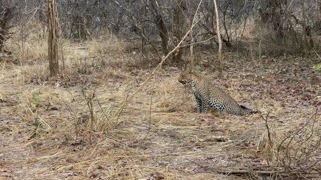 Leopard (Panthera pardus) scratching himself in South Luangwa National Park, Zambia.