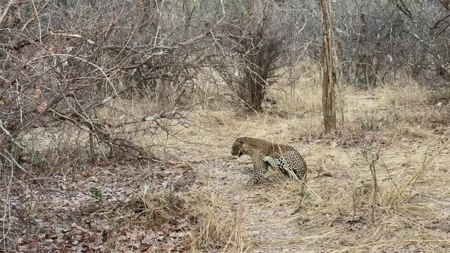Leopard (Panthera pardus) scratching himself in South Luangwa National Park. Zambia.