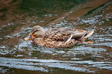 Wasservogel in Nahaufnahme