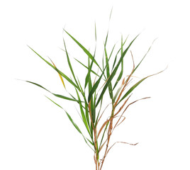 Dry dried and young green bamboo rattan leaves isolated on white, clipping