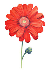 PNG Red flower petal plant daisy.