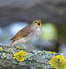 Thrush Nightingale, Luscinia luscinia. A bird sits on a fallen tree and sings