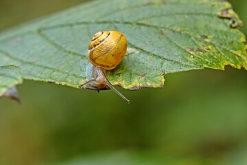 Junge Schnirkelschnecke auf Blatt