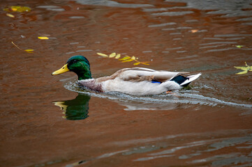 Erpel schwimmt im Teich