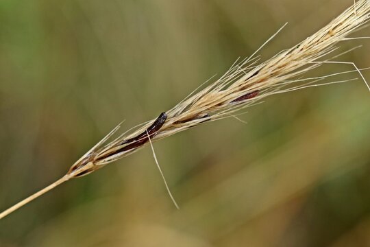 Mutterkorn (Secale cornutum) an Gras