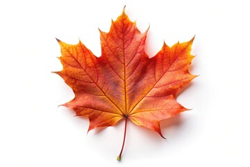 Obraz premium Single maple leaf isolated on white background Bird Eye View