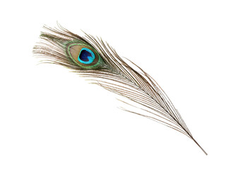One beautiful peacock feather isolated on white