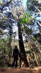 Fototapeta premium trilha para pinheiro velho em monta verde, minas gerais 