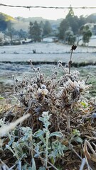 geada em maria da fé, a cidade mais fria de minas gerais 